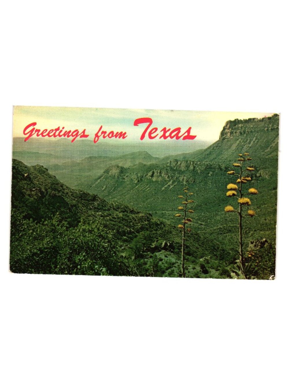 Greetings Texas Big Bend National Park Plant Postcard Vintage Baxter Lane